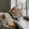 Black leather cat collar on a brown long haired cat. Shows the magnetic breakaway clasp as well as the ring adjustment close up.
