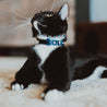 Blue leather cat collar on a black cat or tuxedo cat. Shows the magnetic breakaway clasp, keeper, and the ring adjustment.