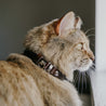 Brown leather cat collar on a brown long haired cat. Shows the magnetic breakaway clasp as well as the ring adjustment close up.