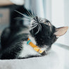 Blue and tan reversible leather cat collar on a black cat or tuxedo cat. Shows the keeper and the buckle adjustment.