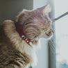 Red leather cat collar on a brown long haired cat. Shows the magnetic breakaway clasp as well as the ring adjustment close up.