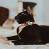 Rose and red reversible leather cat collar on a black cat or tuxedo cat. Shows the magnetic breakaway clasp, the keeper and the ring adjustment.