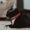 Red and rose reversible leather cat collar on a black cat or tuxedo cat. Shows the magnetic breakaway clasp, the keeper, and the ring adjustment.