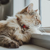 Rose and red reversible leather cat collar on a brown long haired cat. Shows the magnetic breakaway clasp as well as the ring adjustment close up.