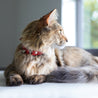 Red and rose reversible leather cat collar on a brown long haired cat. Shows the magnetic breakaway clasp as well as the ring hardware.